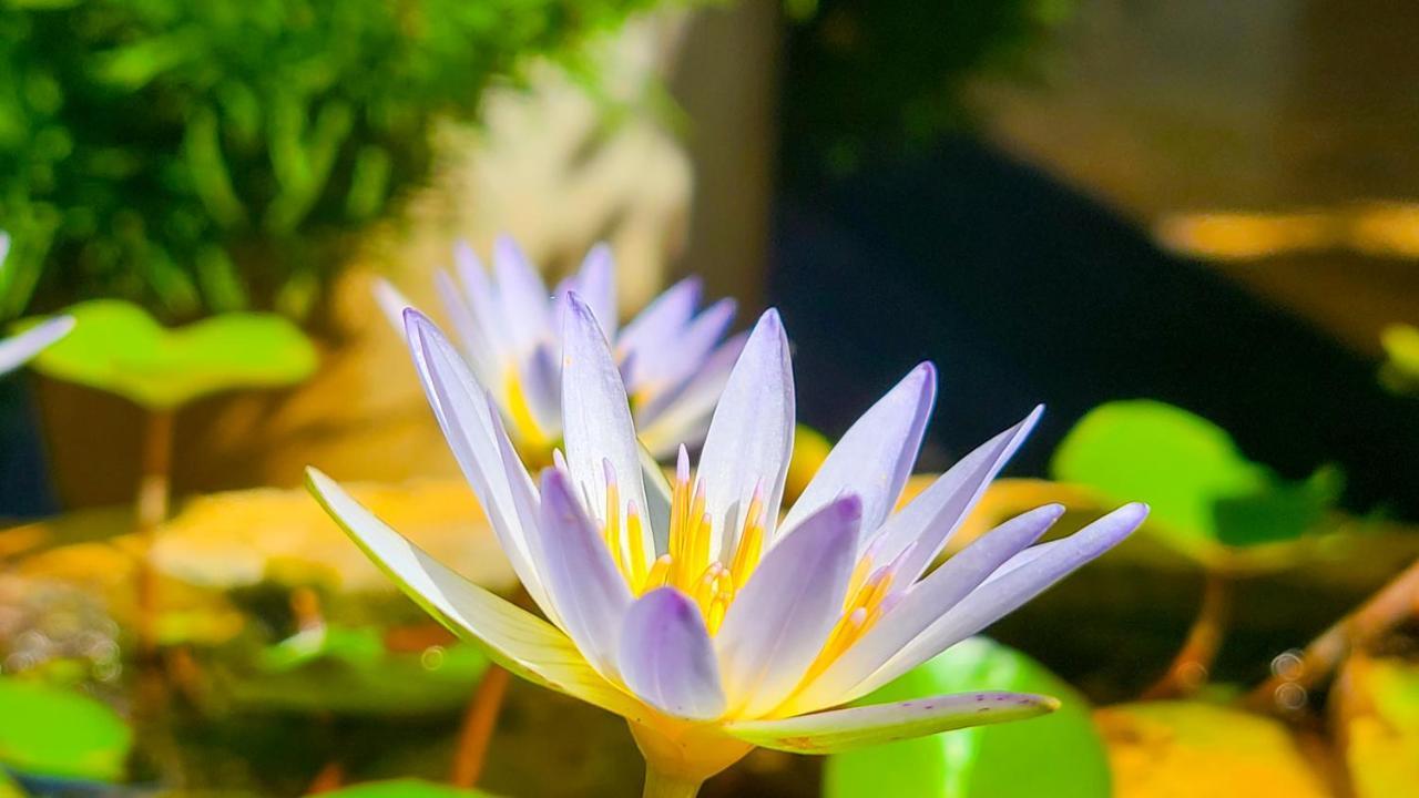 Greenville Resort And Spa Dambulla Buitenkant foto